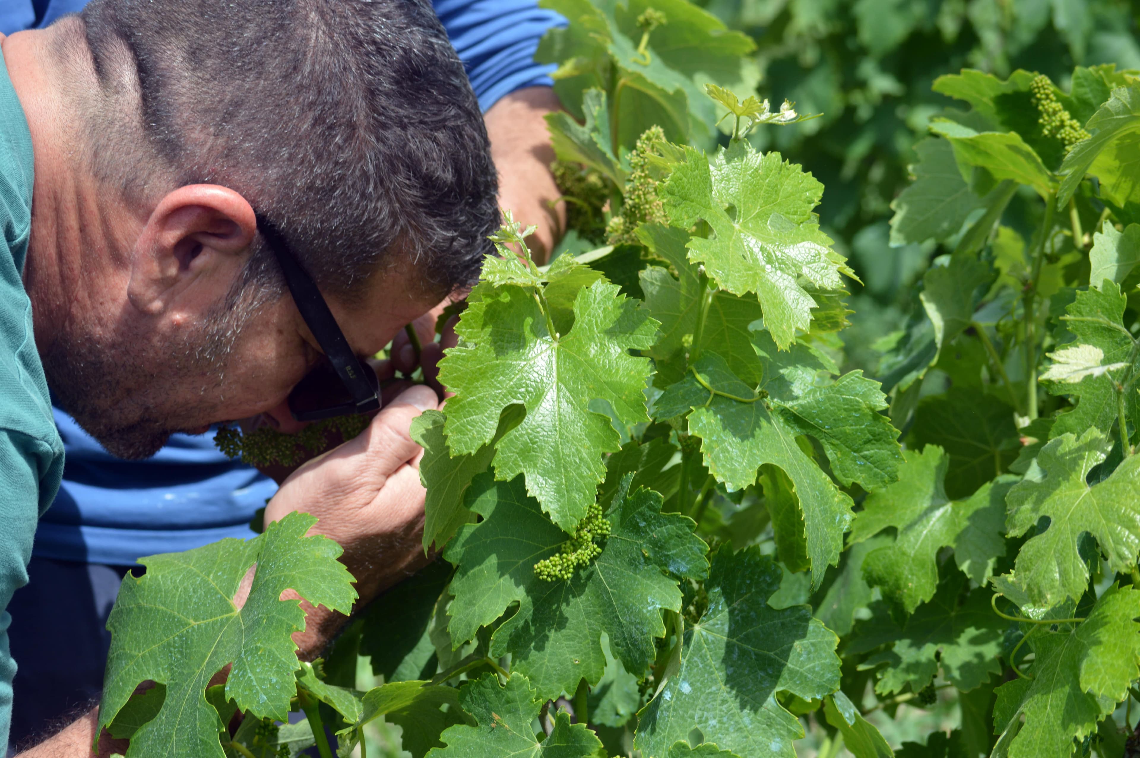 Cretan vineyard landscape