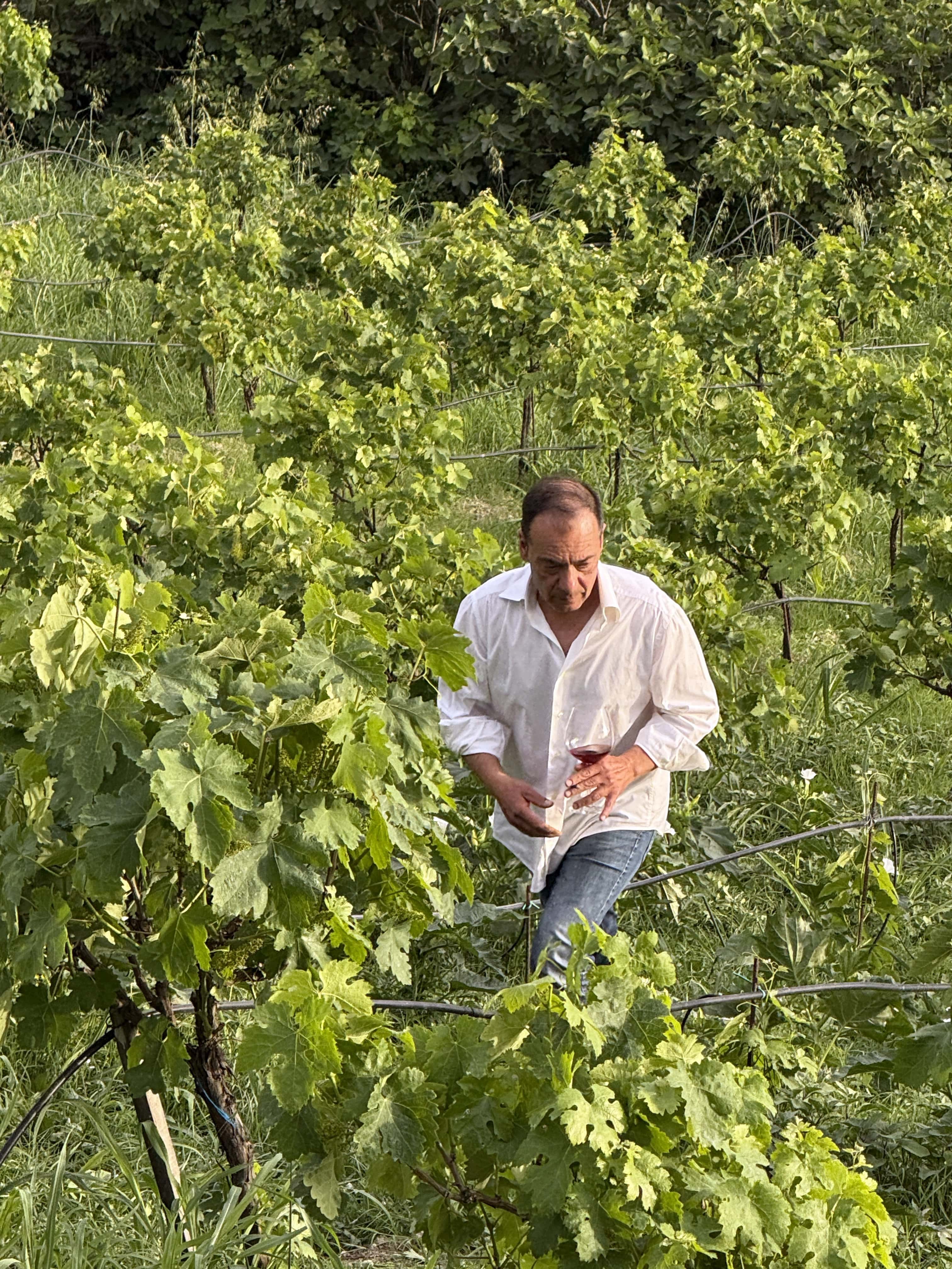 Ο Νίκος στον αμπελώνα