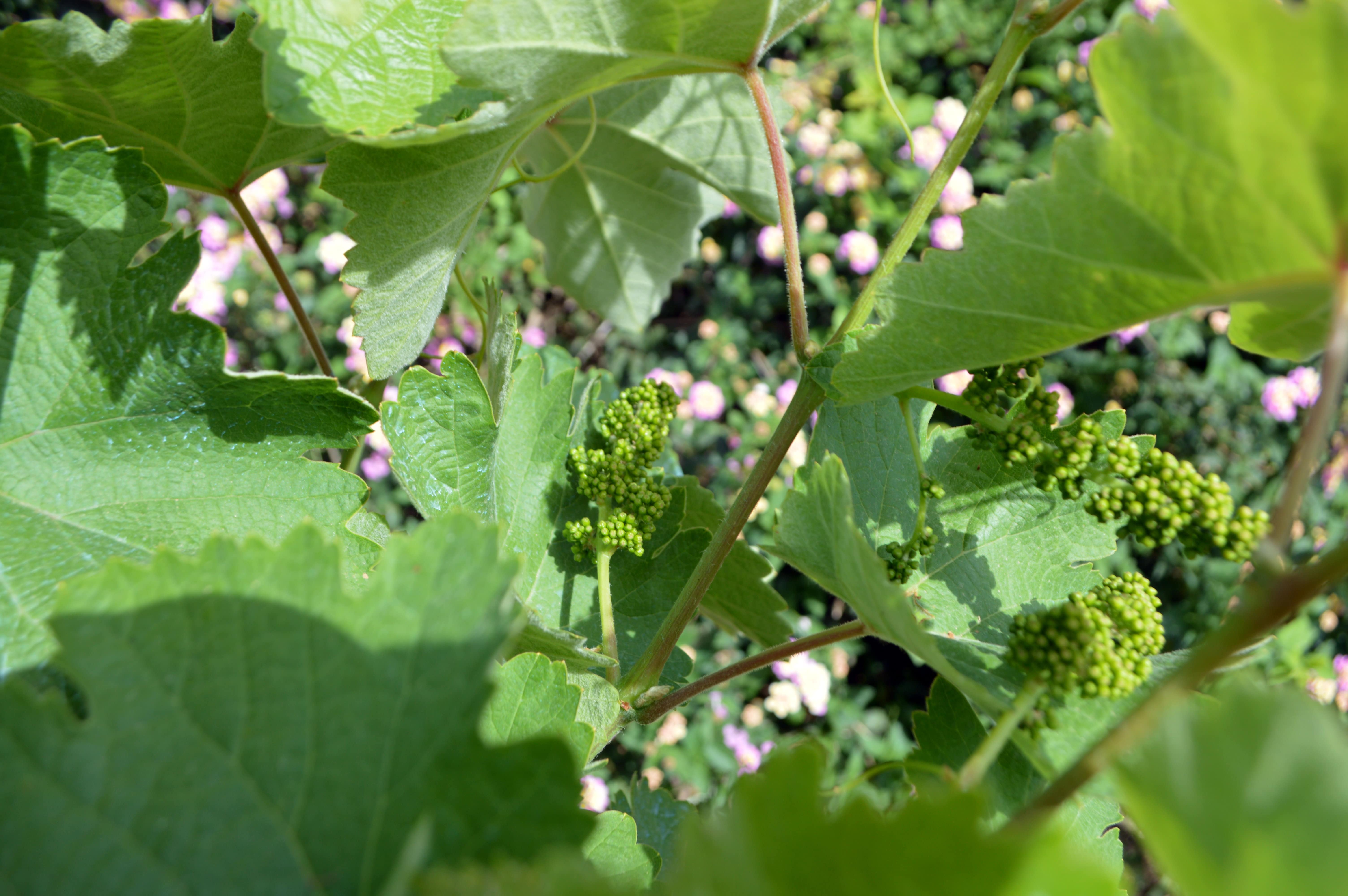 Vineyard background