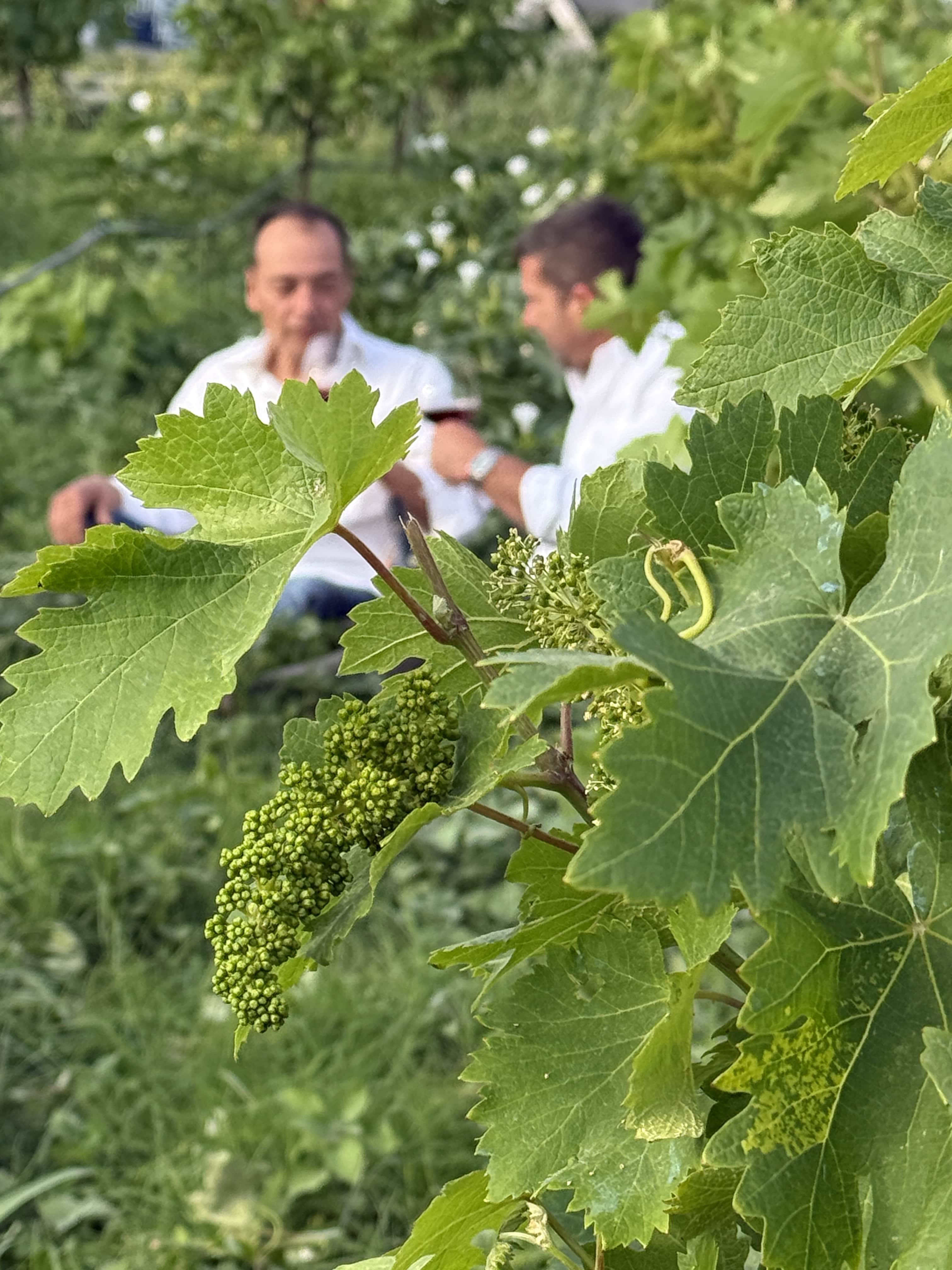 Vineyard Background