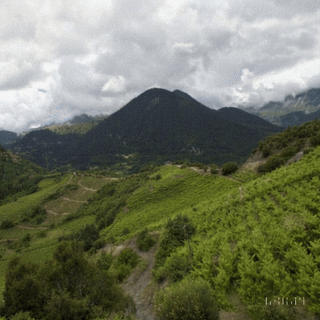 Cretan vineyard landscape